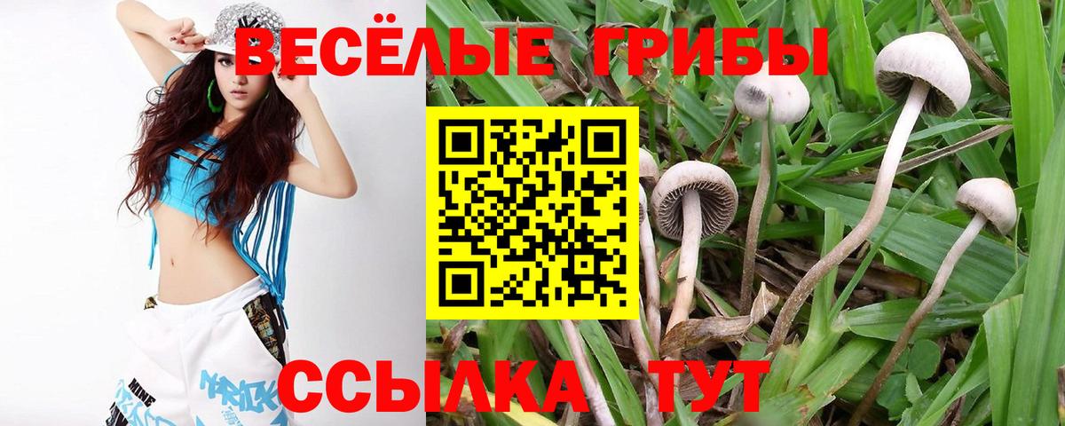 Галлюциногенные грибы Cubensis  купить наркоту  Алатырь  Вход с VPN  Псилоцибиновые грибы Psilocybine cubensis 